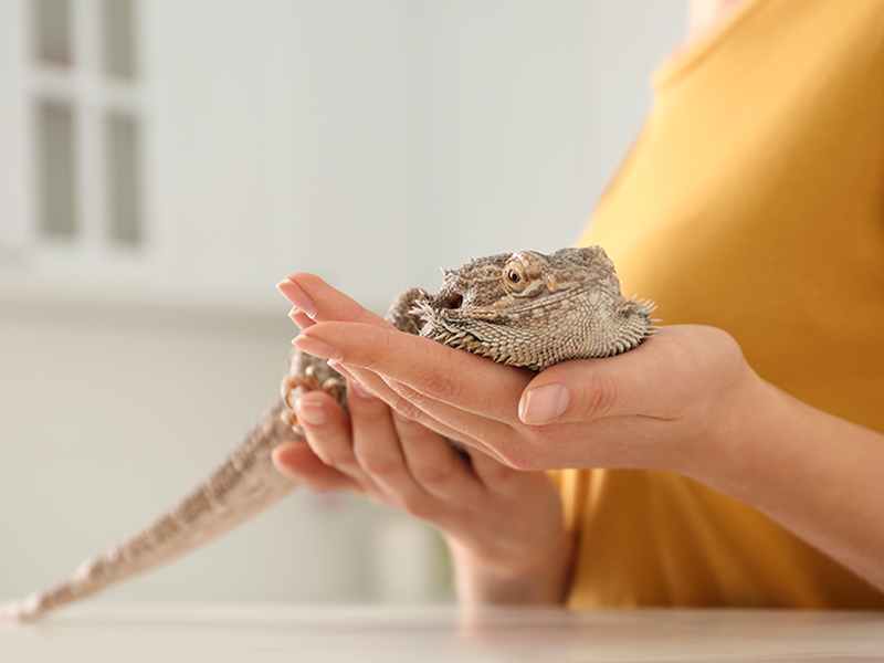 Beware Pet `Bearded Dragons`: CDC Says They Could Carry Salmonella