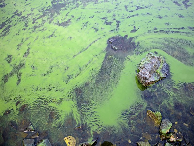 Summer`s Toxic Algae Blooms: A Growing Threat to Health?