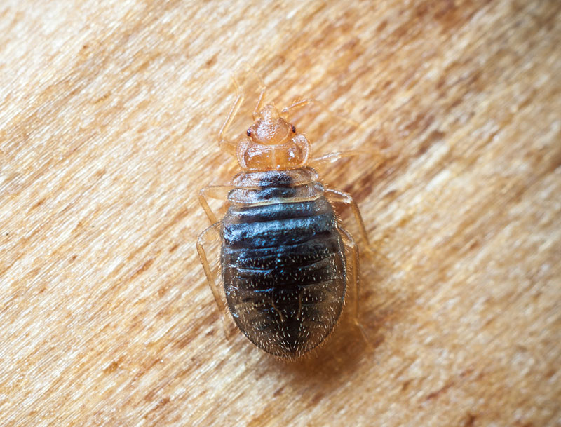 Bedbugs widespread in housing, study finds