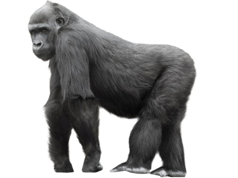 Unlike Humans, No Bone Loss for Gorillas as They Age