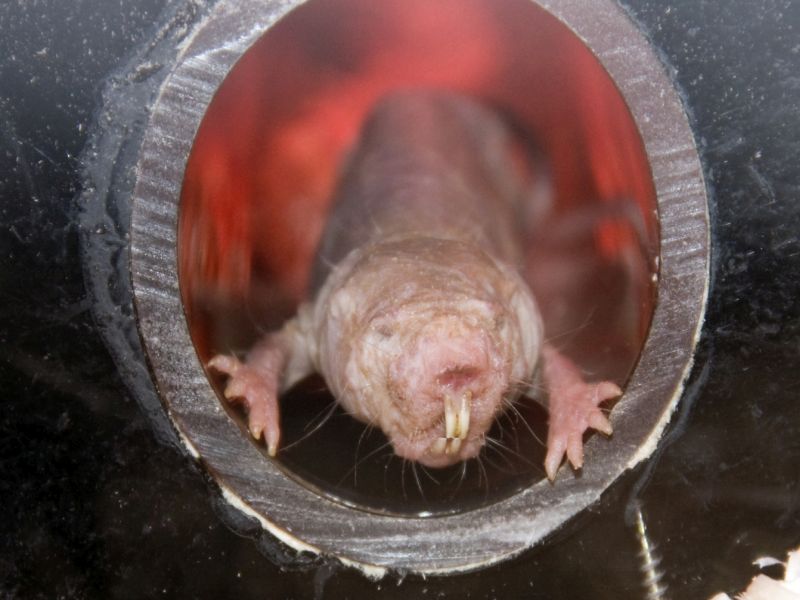 Naked Mole Rats May Help Scientists Understand Human Longevity