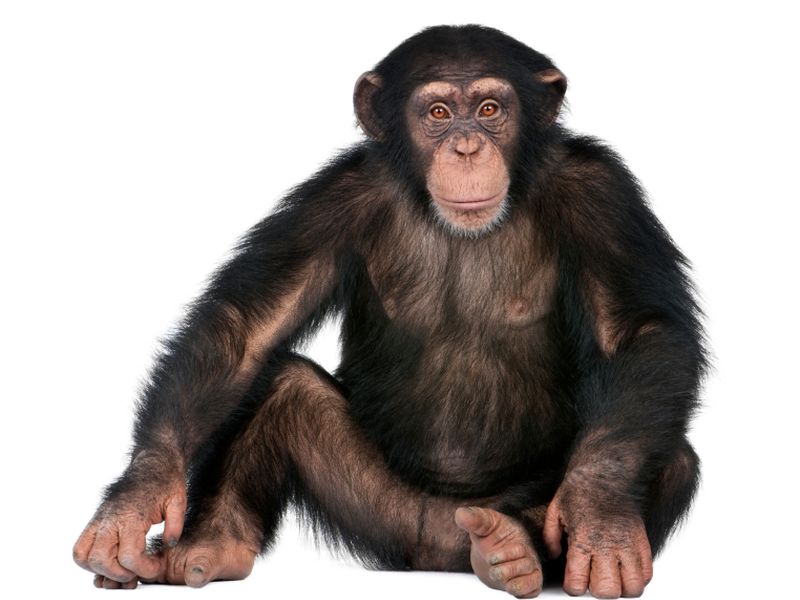 Human Cold Virus Killed Chimpanzees