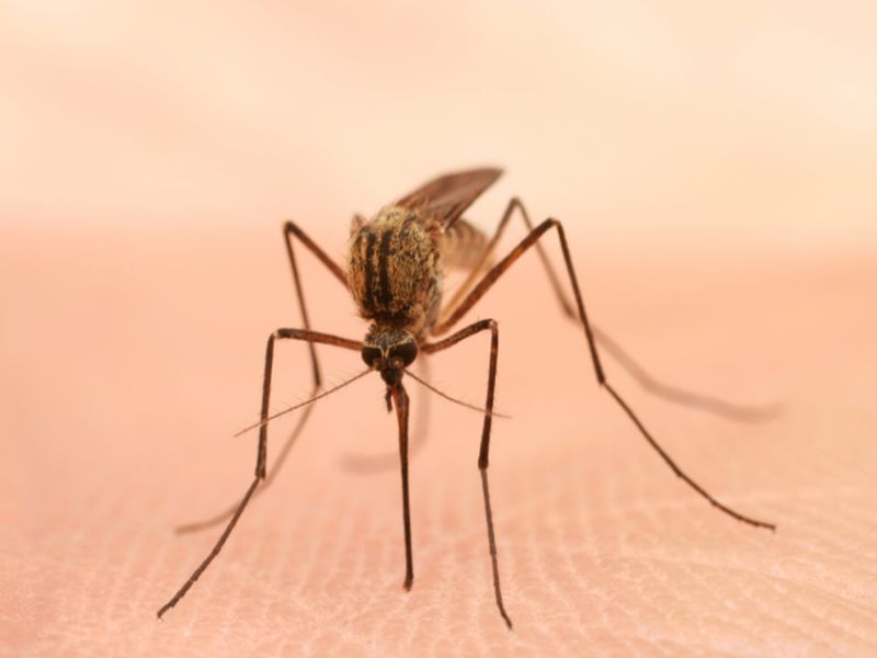 One Disease Mosquitoes Don`t Spread: Coronavirus