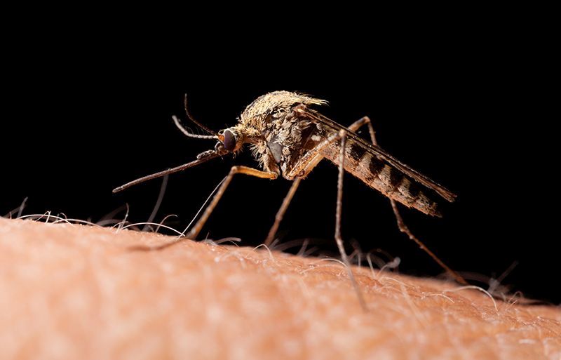 Who Do City Mosquitoes Bite Most?