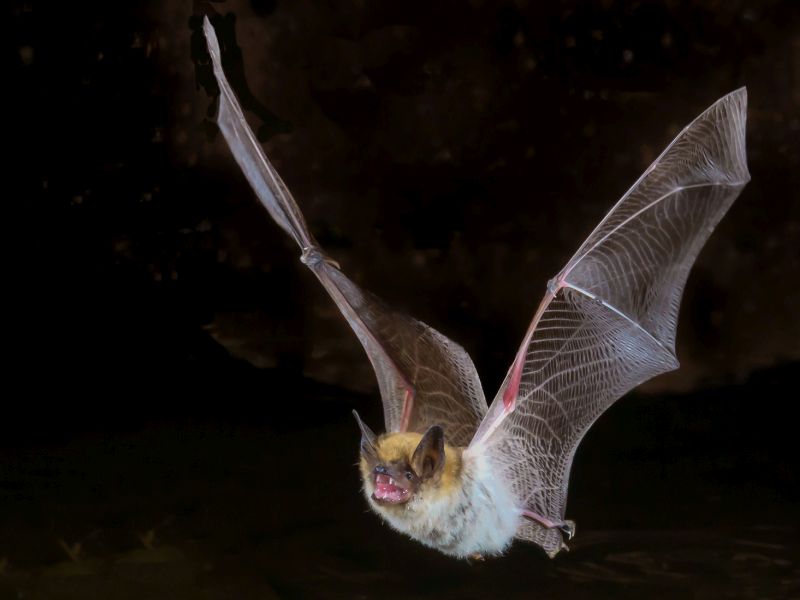 Coronavirus May Have Come From Bats; Could They Also Hold Clues to Treatments?