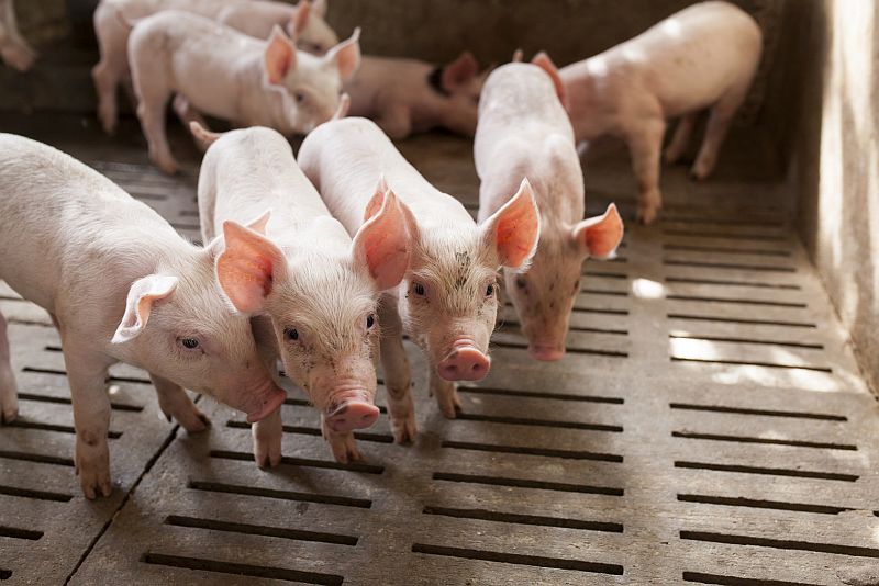 Antibiotics in animal feed contribute to drug-resistant germs: Study -  