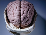 Severe Deprivation in Childhood Has Lasting Impact on Brain Size