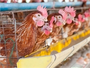 Coronaviruses in Poultry, Livestock Pose No Danger to Humans, Expert Says