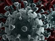 New Coronavirus Wasn`t Made in a Lab, Genomic Study Shows