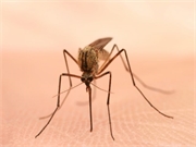 Could 9 in 10 Cases of Dengue Be Prevented?