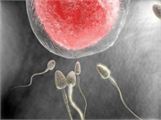 A Woman`s Egg May Prefer One Man`s Sperm Over Another`s: Study