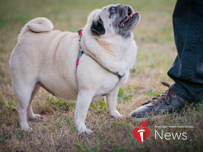 AHA News: Too Many Pets Are Packing on Too Many Pounds