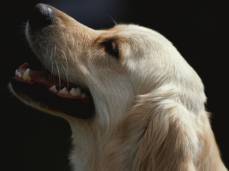 Canine Bone Cancer Vaccine Hints at a Human Version