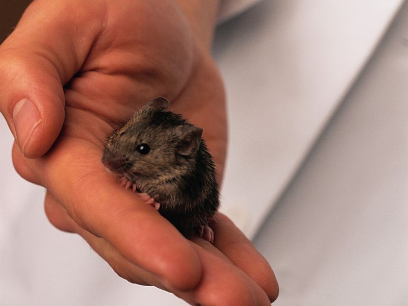 News Picture: Mouse Study Hints at Which Brain Cells Trigger Fear