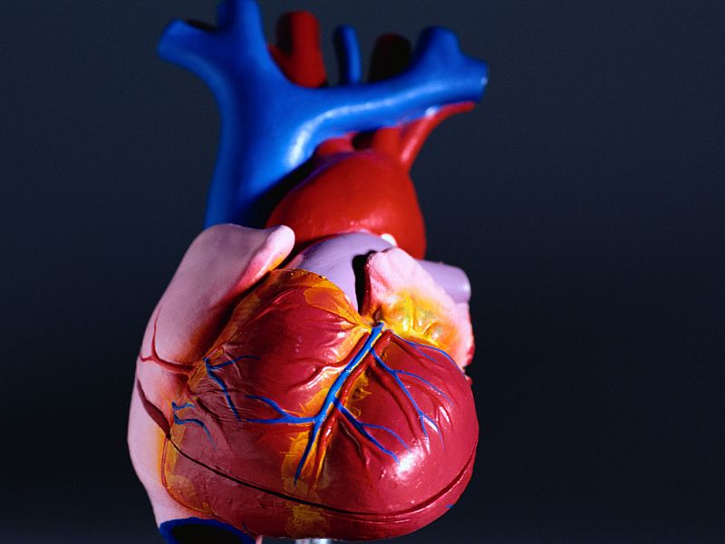 News Picture: Blood Flow in Heart Differs in Men and Women