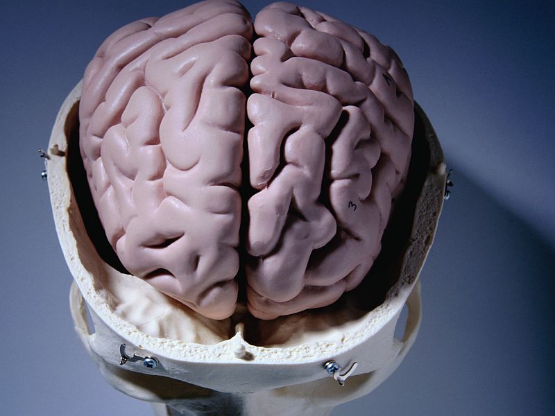 News Picture: Severe Deprivation in Childhood Has Lasting Impact on Brain Size