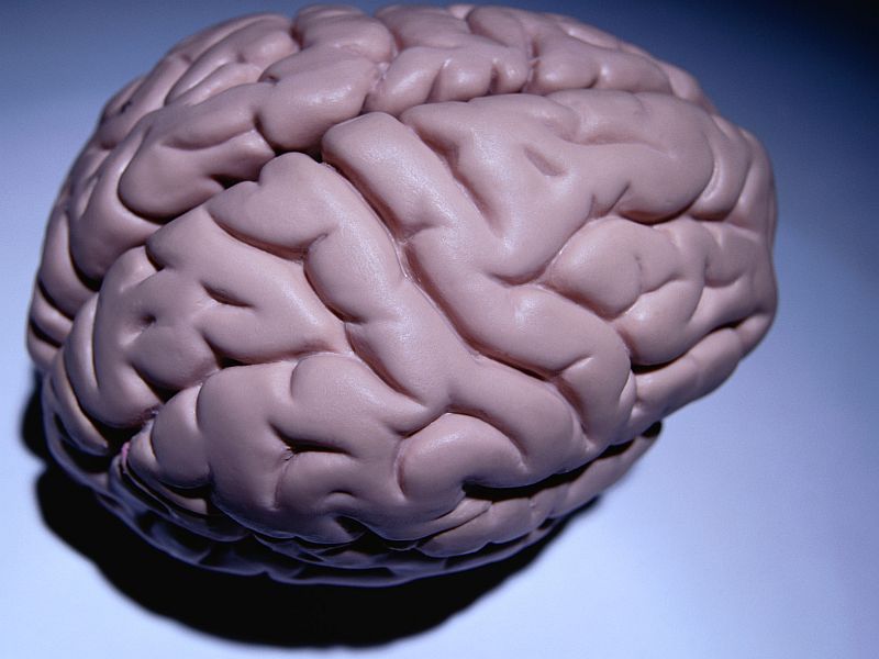 Can Obesity Shrink Your Brain?