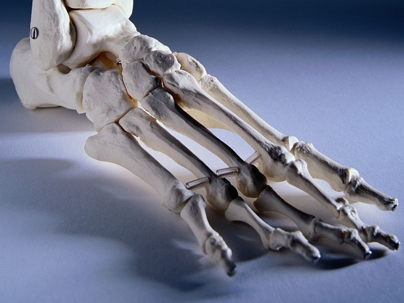 Humans May Possess Ability to Regrow Cartilage