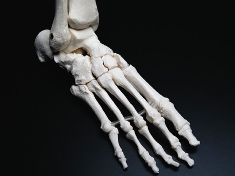 Кости пальцы птицы. Скелет ноги. Скелет ступни. Кости человеческой стопы. Скелет человеческой ступни.