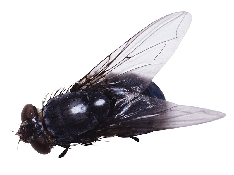 News Picture: Even Flies Enjoy Ejaculation: Study