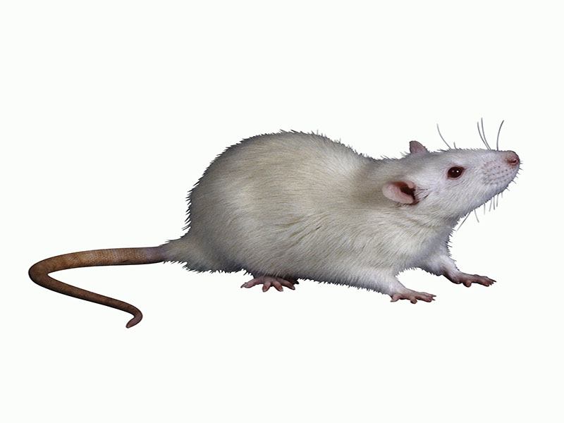 عکس خبر: مطالعه موش نشان می دهد کوکائین به سلول های مغز آسیب می زند