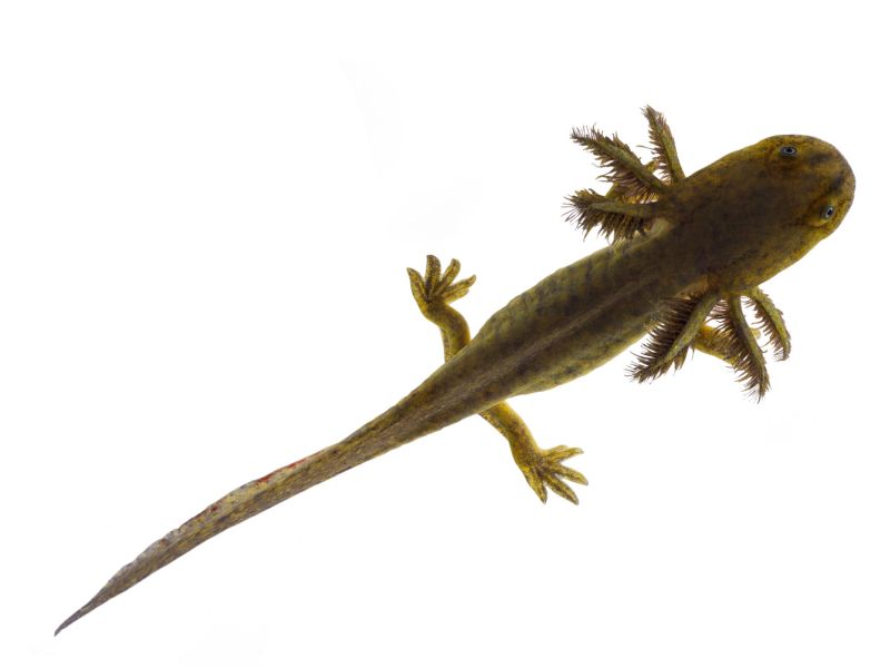 Does This Salamander Hold the Key to Regrowing Human Body Parts?