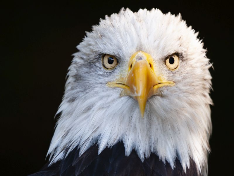 Bald Eagles Across U.S. Infected With Newly Identified Virus