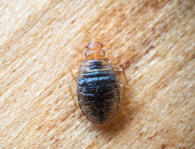 News Picture: Do Bedbugs Dirty the Air Inside Your Home?
