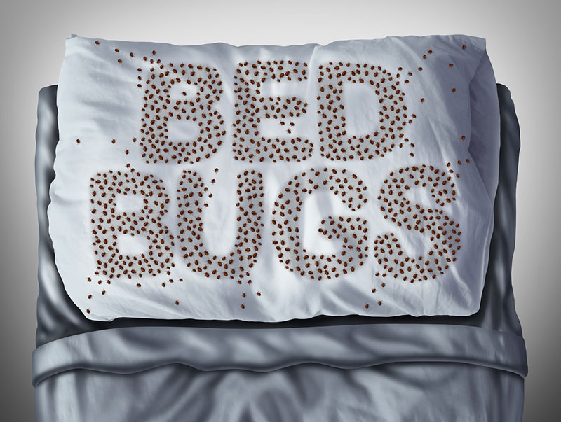News Picture: Think Extermination Ends Your Bedbug Woes? Think Again