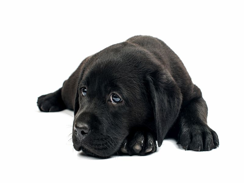 Why Labradors Often Get Fat