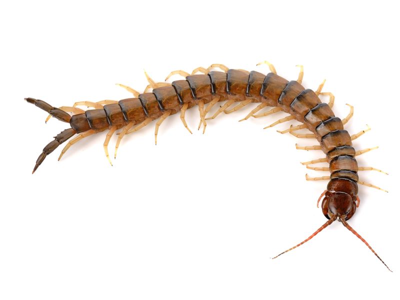 If You're Tempted to Eat Raw Centipedes, Don't