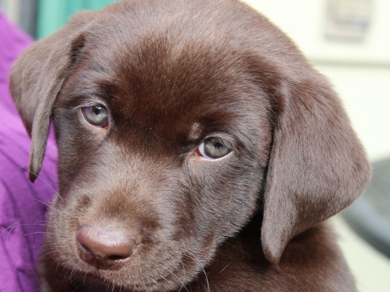 What is the average lifespan of a chocolate labrador retriever