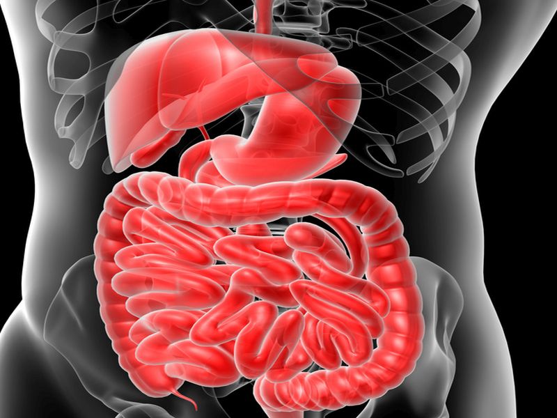 News Picture: Gut Bacteria May Link Diet, Colon Cancer, Study Says