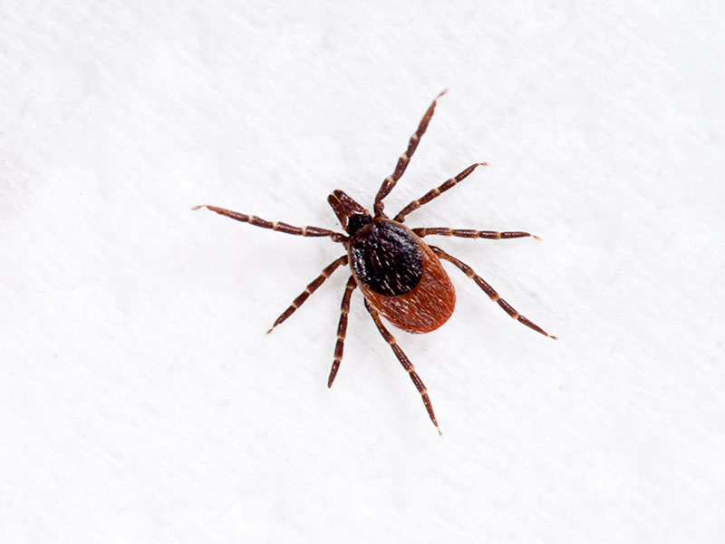 Everything You Need to Know About Lyme Disease