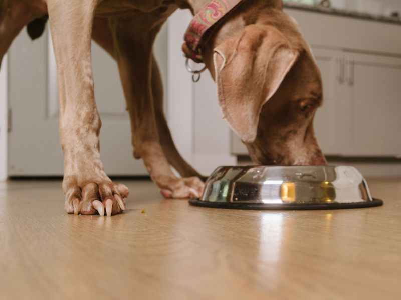 Raw Dog Food Is Risky Business for Pet and Family Alike