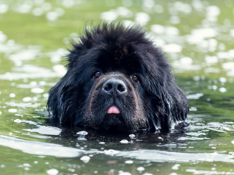 Toxic Pond Algae Is Killing Dogs - How to Protect Your Pooch