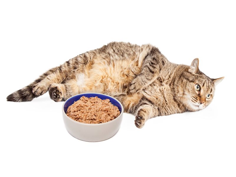 The Purrfect Diet  for Your Fat  Cat  Drugs com MedNews