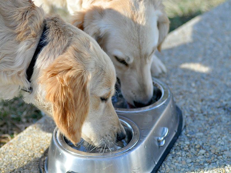 Will Feeding Your Pets Raw Food Make You Sick?