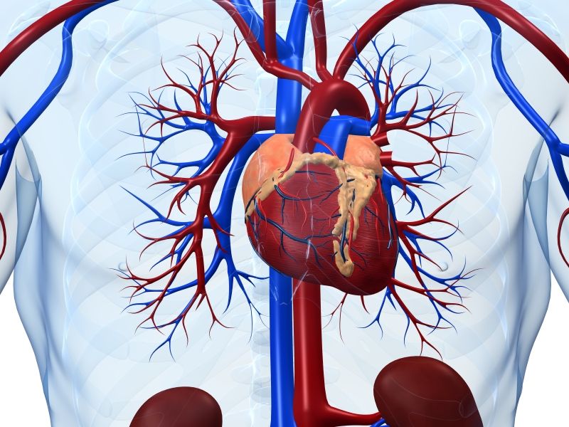 Healthier Heart, Better Brain in Old Age