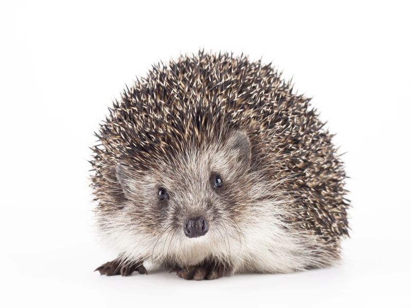 CDC Warns Again of Salmonella From Pet Hedgehogs