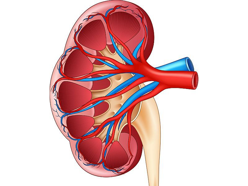 Companion Drug Might Help Prevent Kidney Complications of Lupus