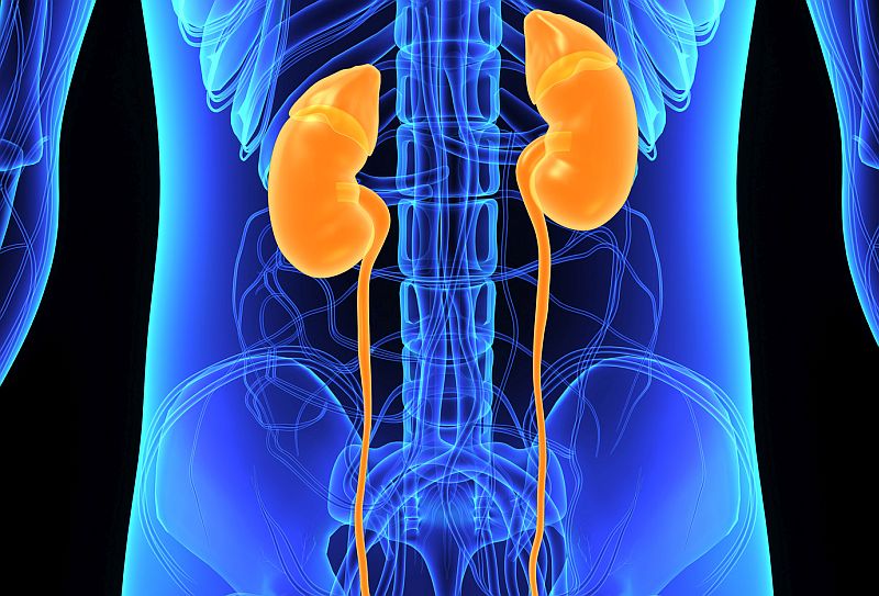 Are Scientists Closer to Growing Made-to-Order Kidneys?