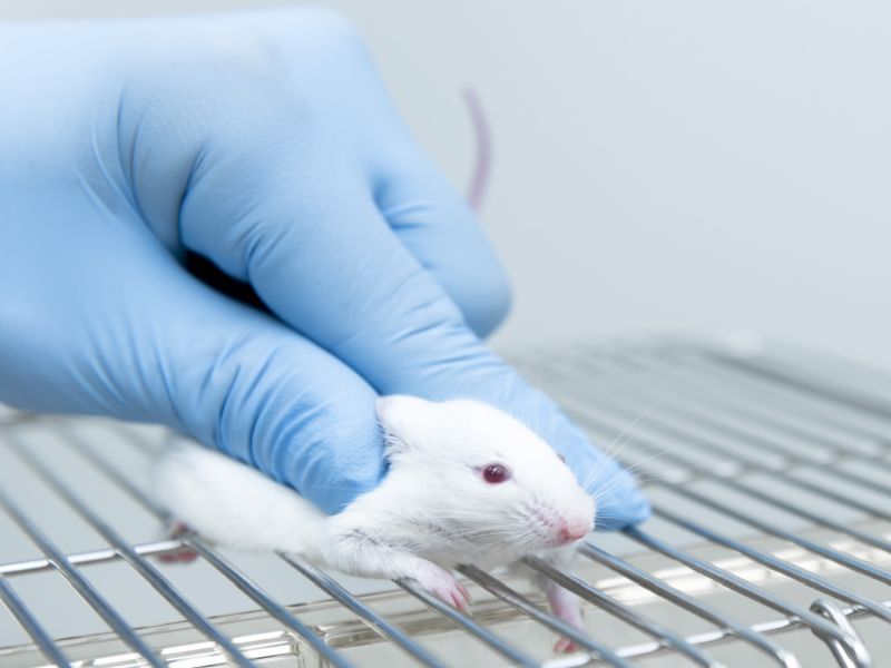 News Picture: Transplanted Skin Stem Cells Help Blind Mice See Light