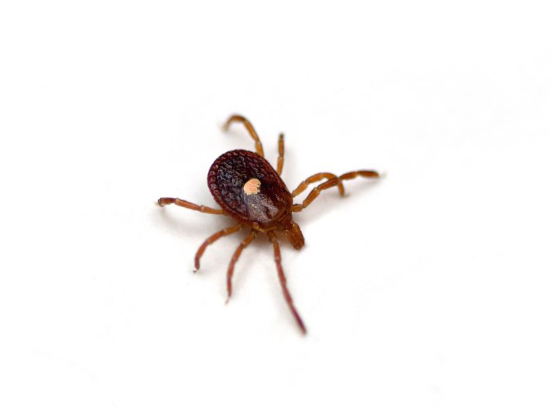 Tick Bites More Likely to Cause Red Meat Allergy Than Thought