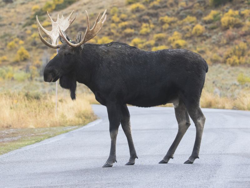 The Moose: A Rare But Often Deadly Road Hazard
