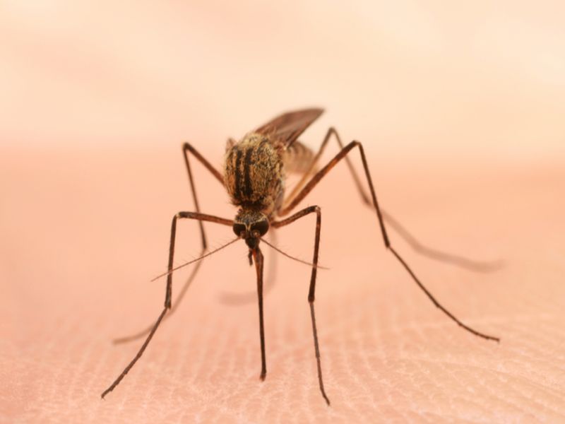 News Picture: Genetic Tweaks in Mosquitoes Might Curb Malaria Transmission