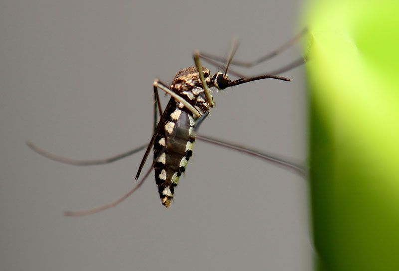 News Picture: Asian Tiger Mosquito Showing Up in Illinois