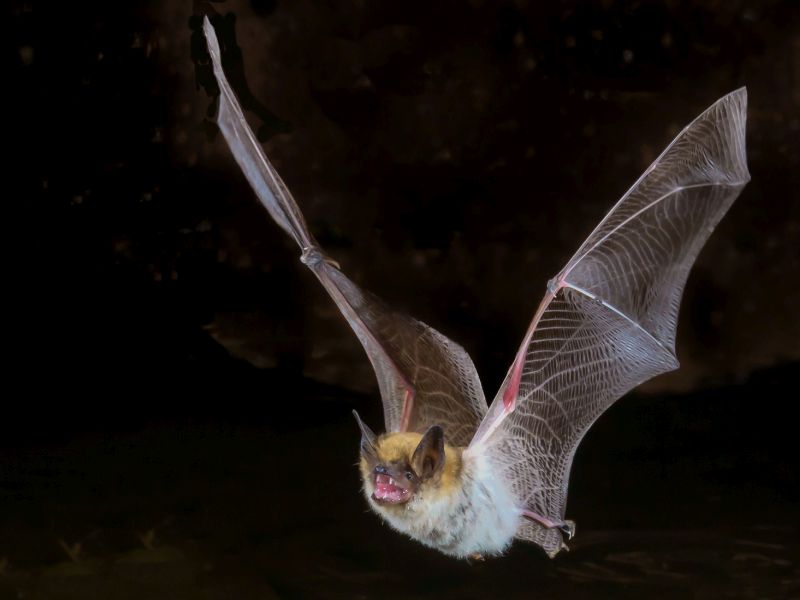 News Picture: Coronavirus May Have Come From Bats Could They Also Hold Clues to Treatments?