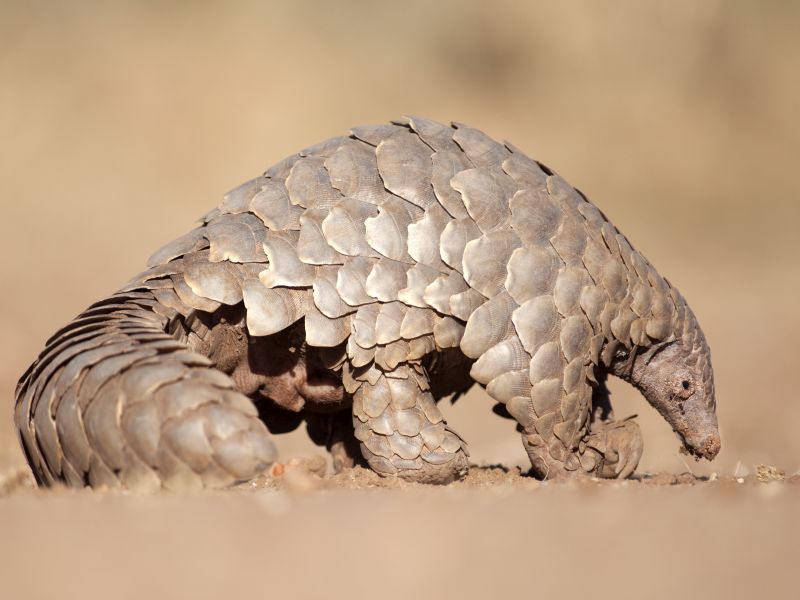 News Picture: Pangolins, Bats or What? New Coronavirus' Path to Humans Still Unclear