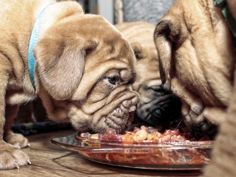 Are Raw Food, Homemade or Vegan Diets Good for Your Pet?